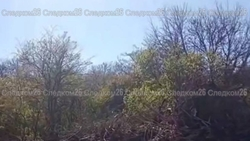 Вырубку деревьев на Татарском городище под Ставрополем проверяют следователи