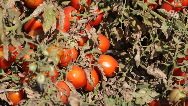 На Ставрополье производство овощей защищённого грунта выросло в 10 раз