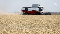 Около четырёх миллионов тонн зерна уже собрали аграрии Ставрополья