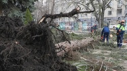 Почти 50 деревьев рухнули в Железноводске