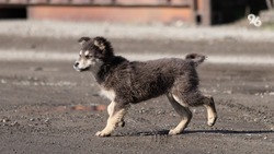 Бродячих собак на Ставрополье будут отвозить на курорт