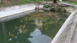 В Предгорном округе увеличили производство форели на 30%