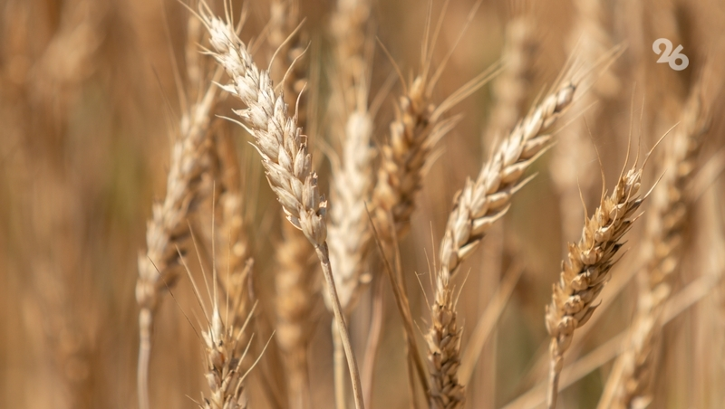 Глава Ставрополья: «Вложения в село составили более 50 млрд рублей за 10 лет»