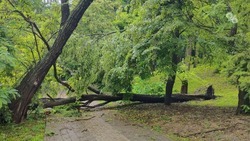 Эколог назвал причины участившихся падений деревьев в Ставрополе