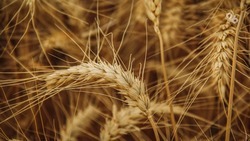 Ставропольские аграрии планируют отказаться от зарубежных семян