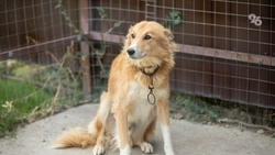 Администрации Минераловодского округа поручили усилить отлов бродячих собак