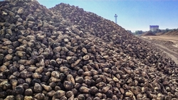 Аграрии Ставрополья собрали 580 тыс. тонн сахарной свёклы