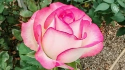 В парке Невинномысска высадили 2 тыс. роз