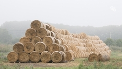 Аграрная сфера занимает почти 20% свободных вакансий на рынке труда Ставрополья