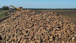На Ставрополье в 2022 году собрали рекордный урожай сахарной свёклы