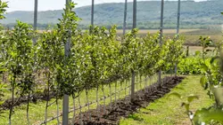 Суперинтенсивные сады Предгорья пополнили 8,5 тысячи яблоневых саженцев 