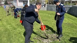 В Железноводске высадили клёны во время акции «Сад Памяти»