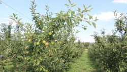 В интенсивных садах Туркменского округа соберут по 5 тонн урожая