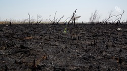Огонь уничтожил более тысячи гектаров сельхозугодий на Ставрополье