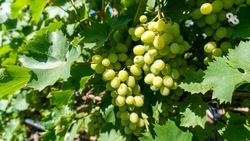 Более 1600 тонн винограда уже собрали аграрии Ставрополья