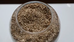 Подготовку семян к весеннему севу завершают в Ставропольском крае