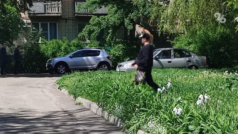 Кота, защищающего хозяина от жары, заметили на Ставрополье