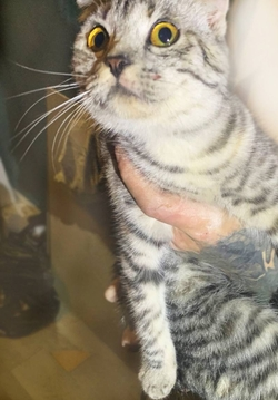 Спасатели Ставрополья достали кошку, упавшую в шестиметровую вентиляционную шахту