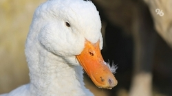 Хозяйка утки, попавшей под колёса авто ставропольского майора полиции, выплатит штраф за разбитое стекло