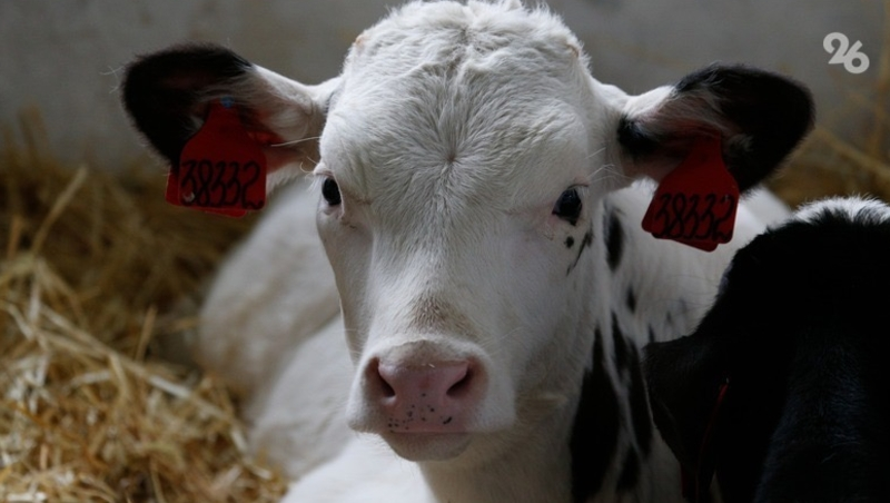 Более 600 телят родилось в предприятиях Предгорного округа с начала года