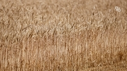 Свыше 22 тыс. жителей Ставрополья получают «сельхознадбавку» к пенсии