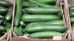 Производство огурцов в теплицах Ставрополья выросло в полтора раза 