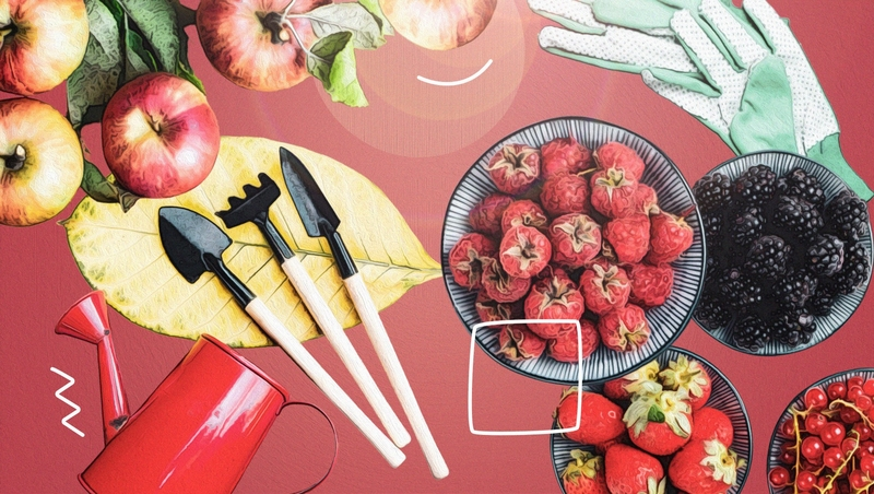 «Яблоки не дороже 50 рублей»: садоводы Новоалександровского округа обещают накормить ставропольцев свежими фруктами