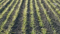 Посевные площади под яровые культуры увеличили на 40% в Предгорье