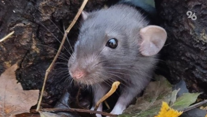 В 2024 году не ожидается нашествия грызунов на полях Ставрополья