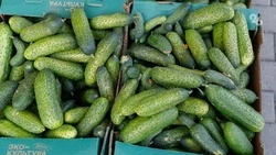 Огурцы подешевели почти на 6% за неделю на Ставрополье