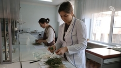 Вывели более 500 новых сортов: чем занимаются ставропольские исследователи сельского хозяйства    