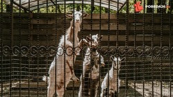 Прокуратура проверит условия содержания животных в пятигорском зоопарке