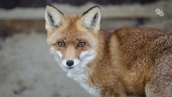 Глава Железноводска призвал жителей и гостей курорта не подкармливать диких лис