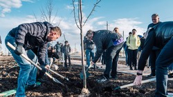 Почти 190 тысяч деревьев посадят на Ставрополье весной