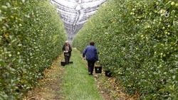 Более 600 га молодых садов заложат весной на Ставрополье 