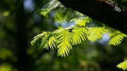 Участки тиса ягодного взяли под охрану в Предгорном округе
