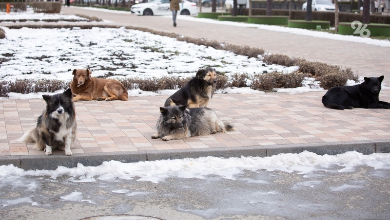 Пункты содержания бездомных животных на Ставрополье откроют летом