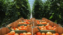 Почти 49 тысяч тонн овощей собрали на Ставрополье с начала года