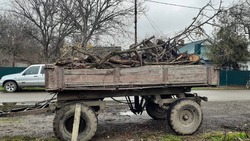 В Кировском округе матери бойца СВО помогли с уборкой участка от деревьев