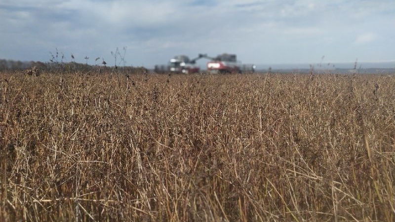 Около 340 тонн экологически чистой гречихи планируют собрать в Предгорном округе