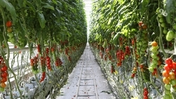 49 инвестпроектов в сельском хозяйстве реализуют на Ставрополье 