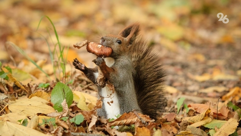 В Северной Осетии бельчонок вернулся к выходившему его зоологу