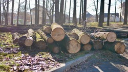 В Ставрополе приостановили вырубку деревьев в «Дубовой роще»