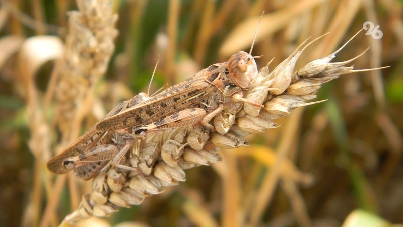 Больше 84 тыс. га обработали на Ставрополье от саранчи