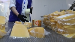 Новую сыроварню открыли в Предгорном округе