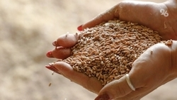 Доля использования семян иностранной селекции снижается на Ставрополье 