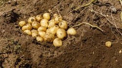 День картофельного поля отметили в Предгорном округе 