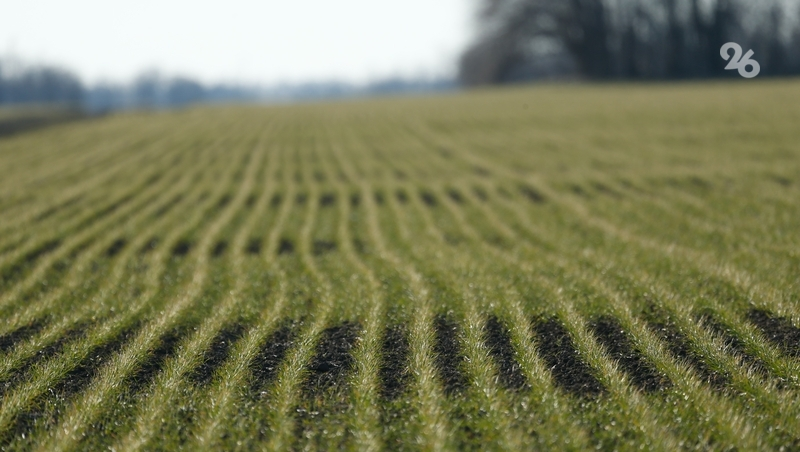 Большинство посевов на Ставрополье не пострадали от града
