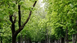 За прошлый год на Ставрополье высадили более 100 тысяч деревьев и кустарников