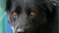 СКР проверяет информацию о нападении бродячих собак на подростка в Минводах